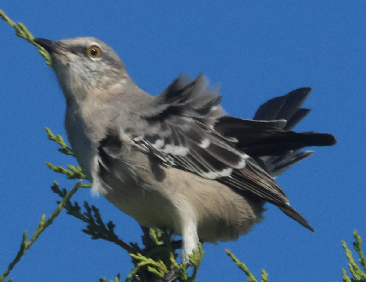 Northern Mockingbird - Michael Clay