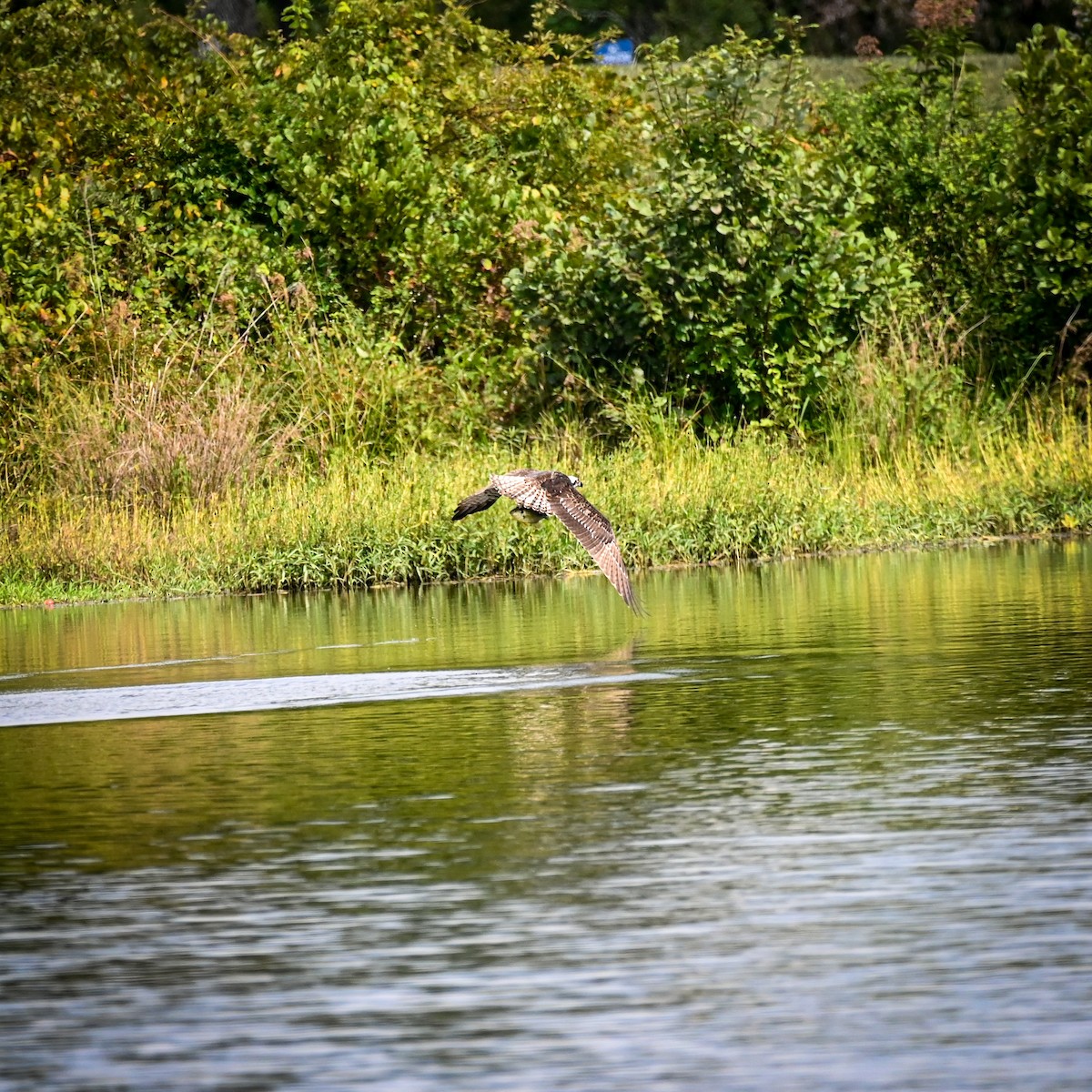 Osprey - David Govoni