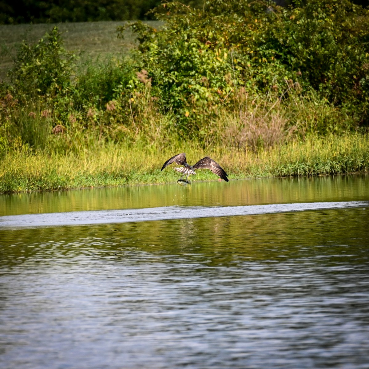 Osprey - David Govoni