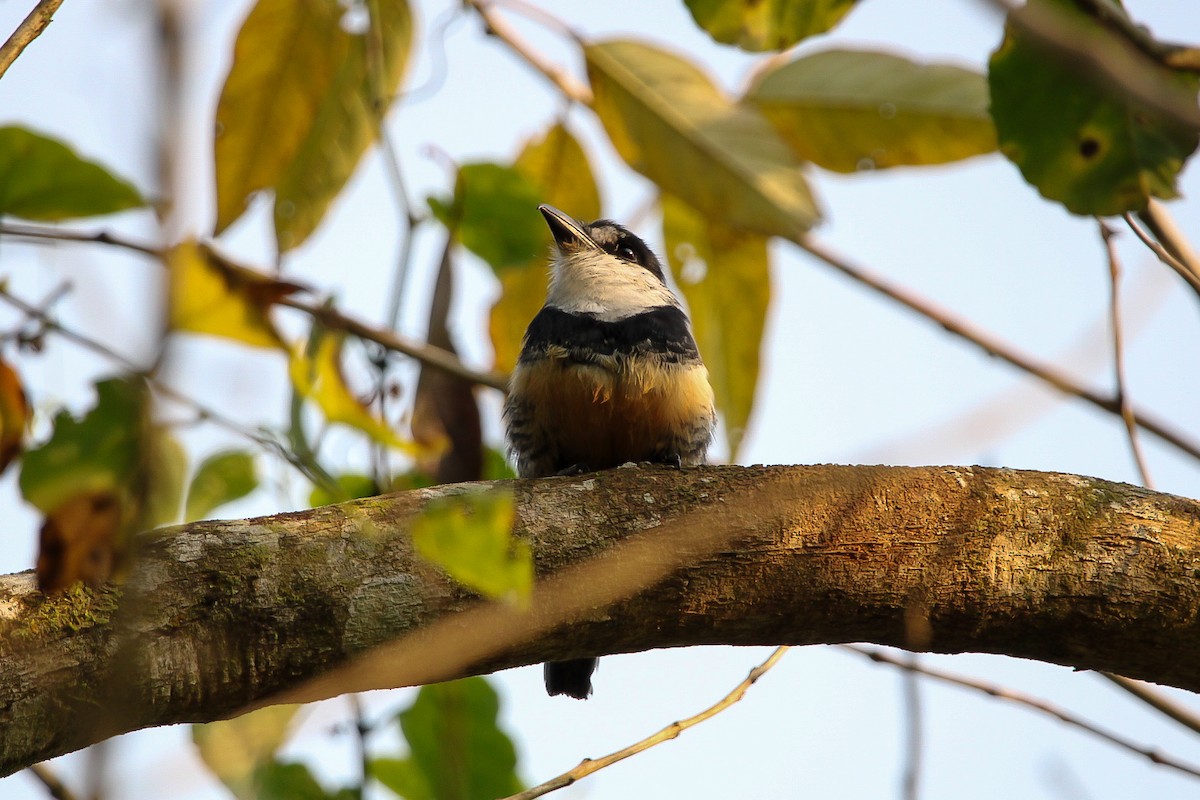 Buff-bellied Puffbird - ML623717008