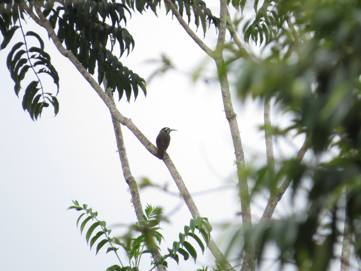 Yellow-browed Melidectes - ML623717012