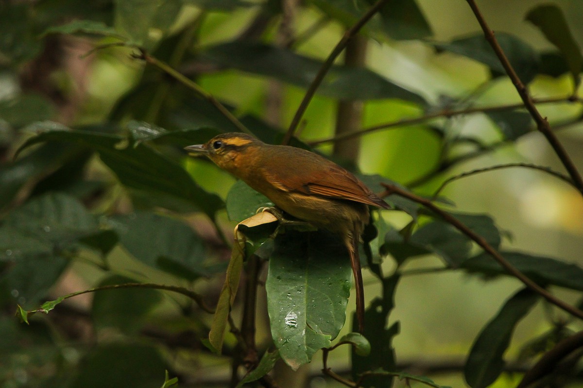 Ochre-breasted Foliage-gleaner - ML623717042