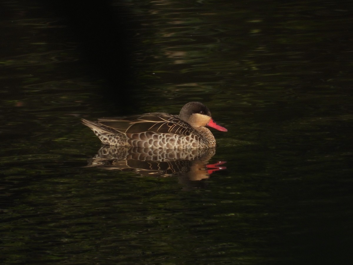 Red-billed Duck - Francesco Barberini