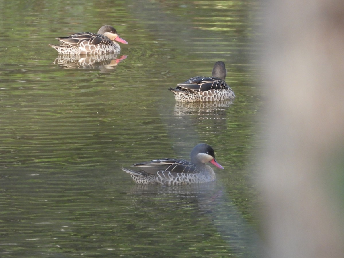 Red-billed Duck - ML623717046