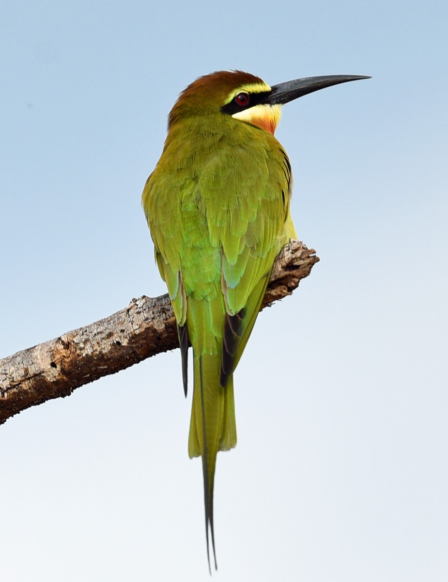 Madagascar Bee-eater - ML623717147