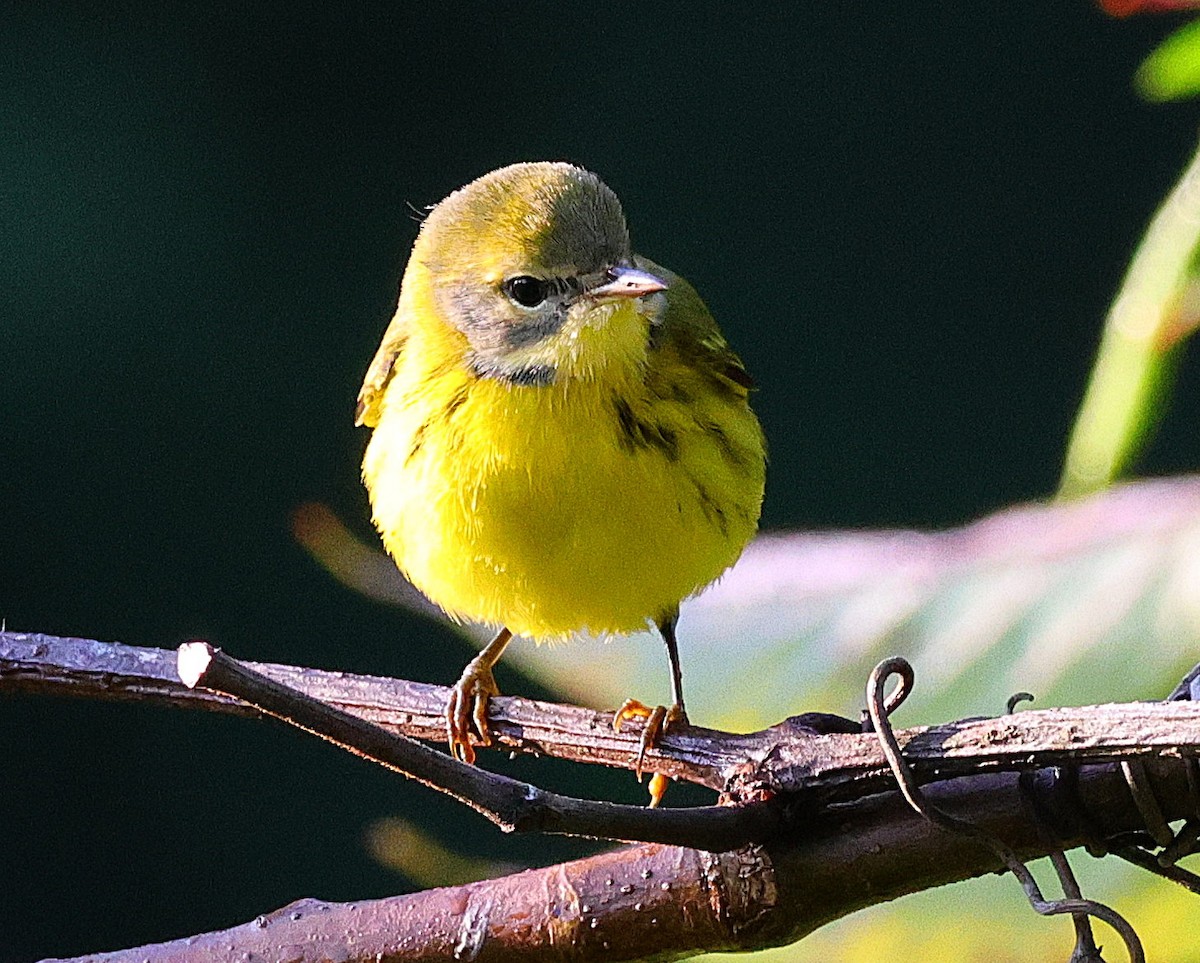 Prairie Warbler - David Ramirez