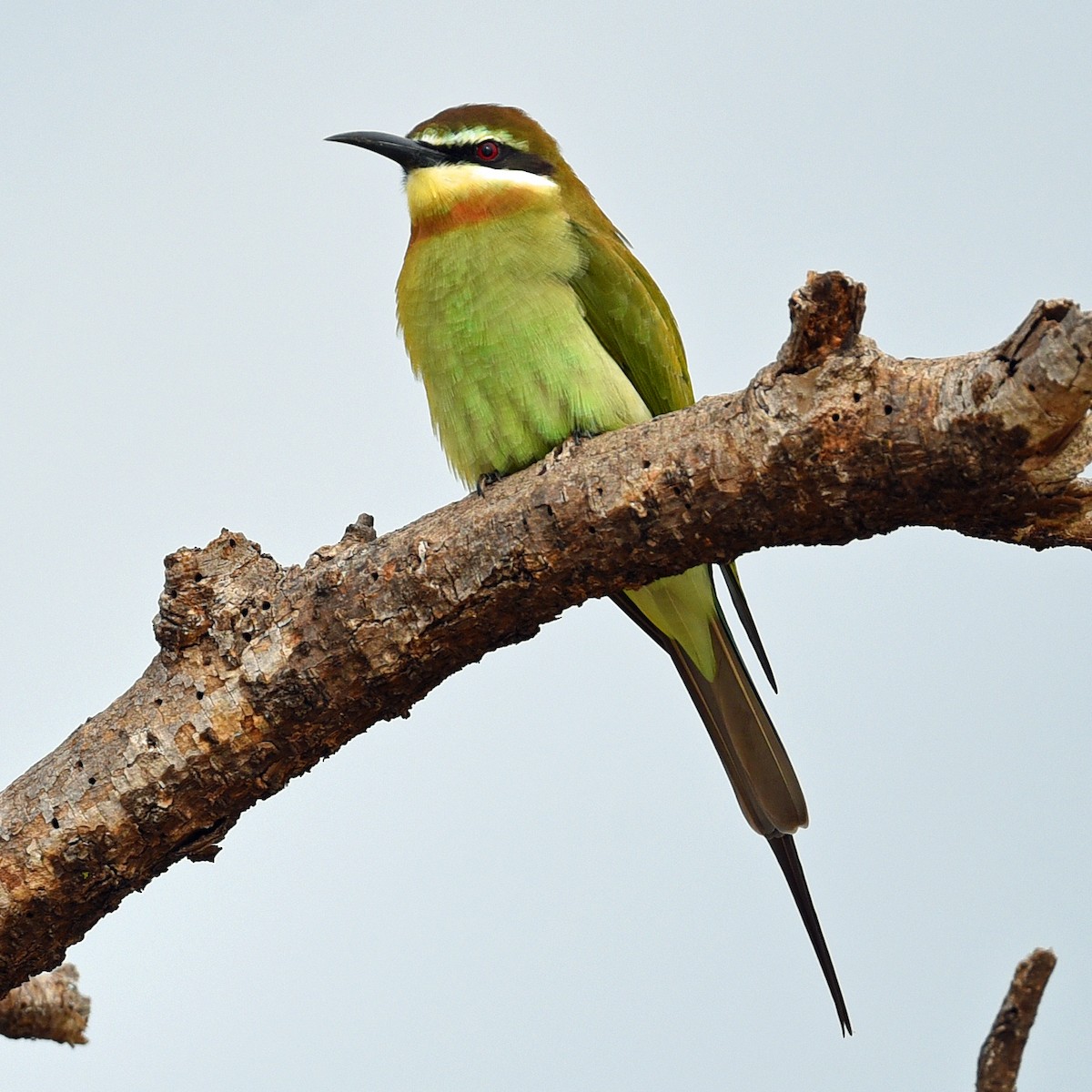 Madagascar Bee-eater - ML623717164