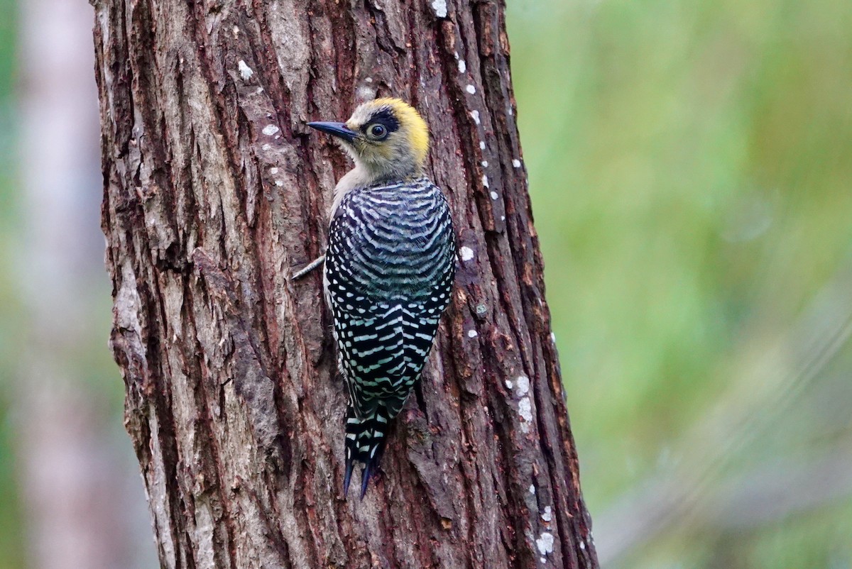 Golden-cheeked Woodpecker - ML623717199