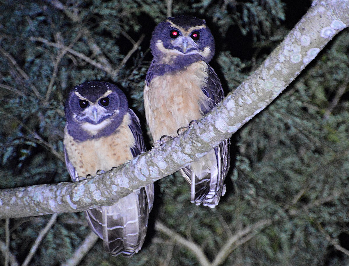 Tawny-browed Owl - André Pieri