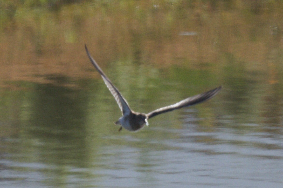 Pectoral Sandpiper - Nico Stuurman