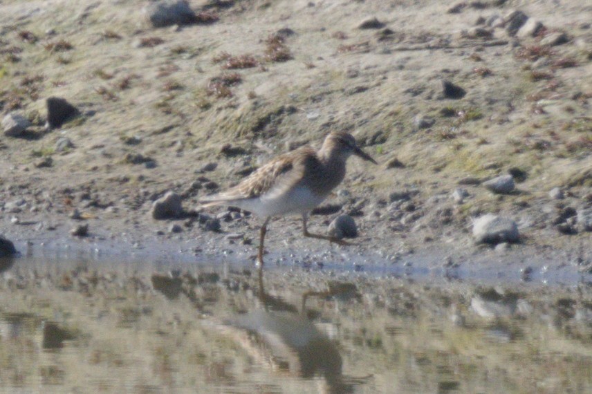 Pectoral Sandpiper - ML623717242