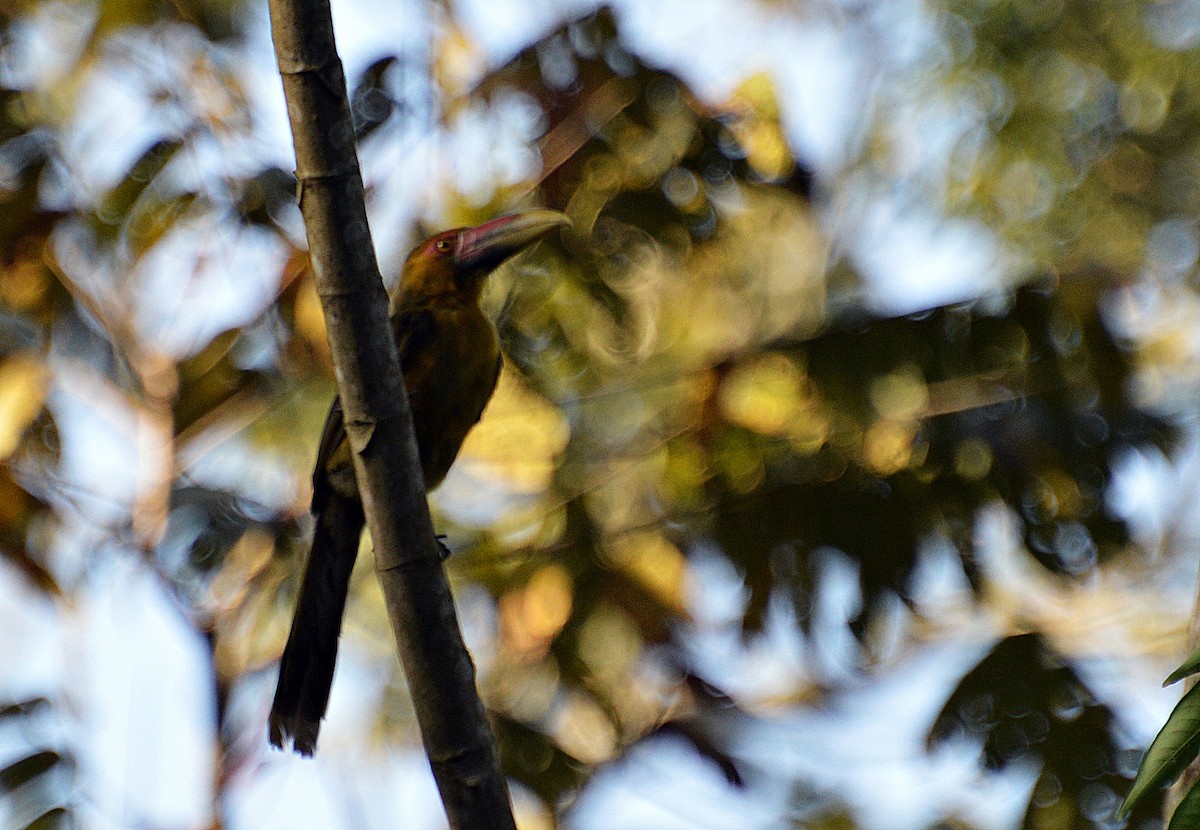 Saffron Toucanet - ML623717267