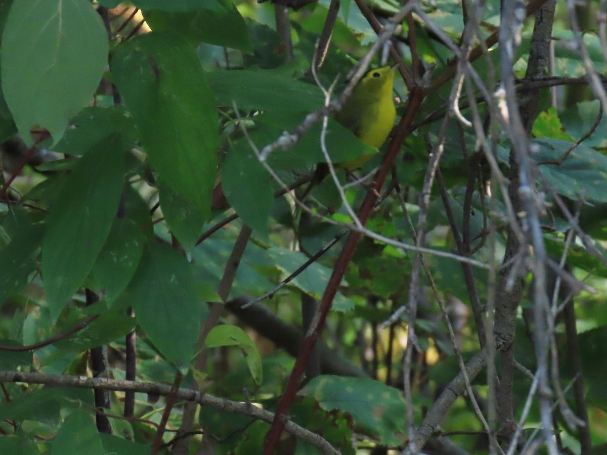 Wilson's Warbler - ML623717306