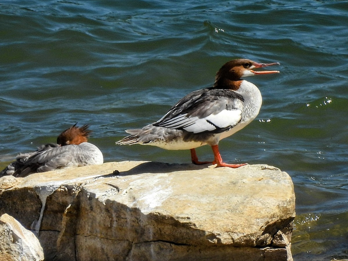 Common Merganser - Katey Buster