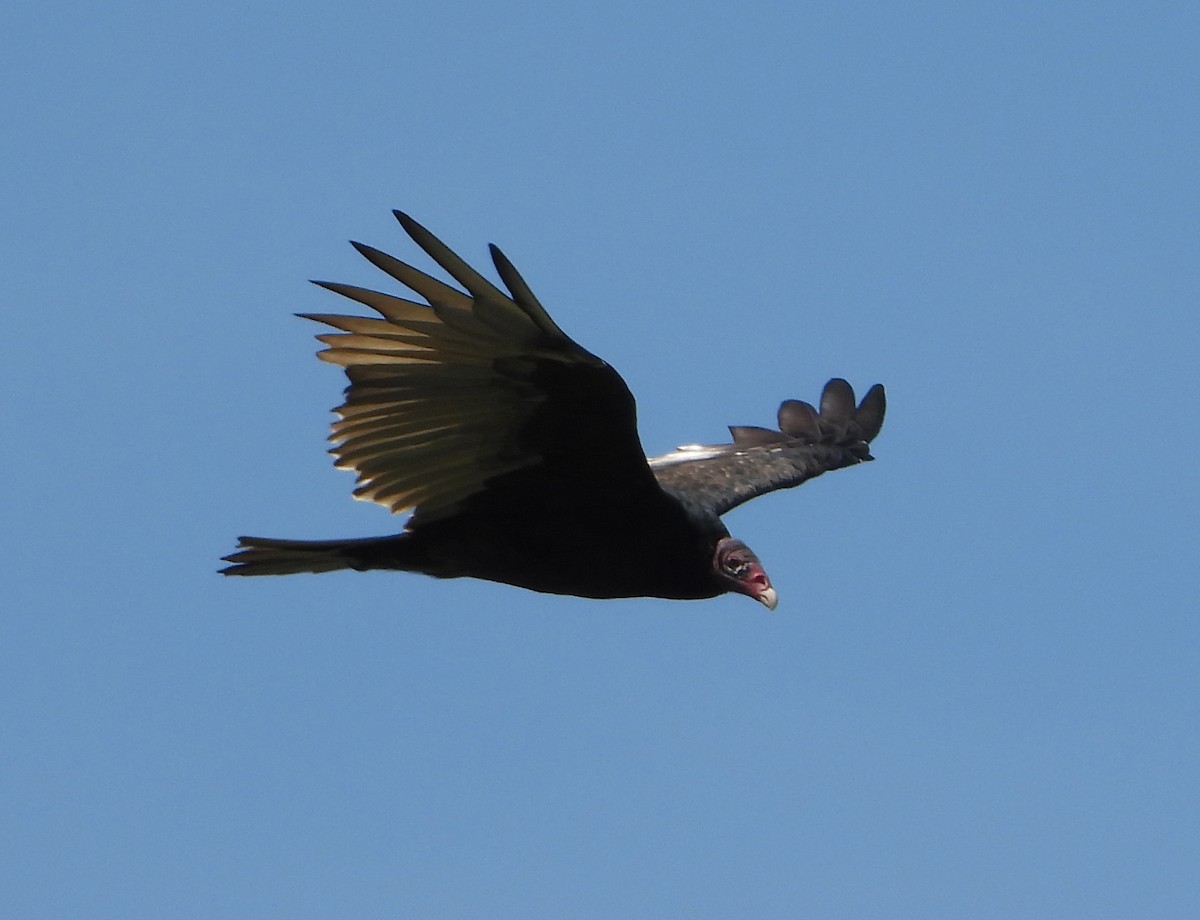 Turkey Vulture - ML623717361