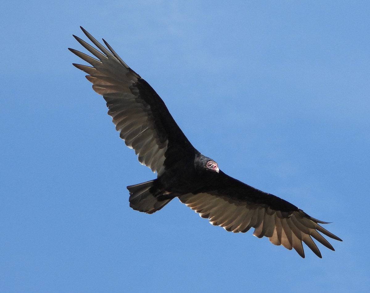 Turkey Vulture - ML623717380