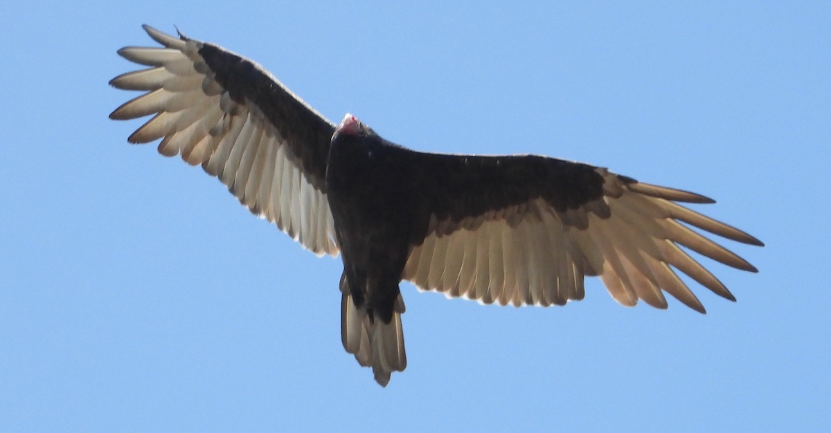 Turkey Vulture - ML623717397