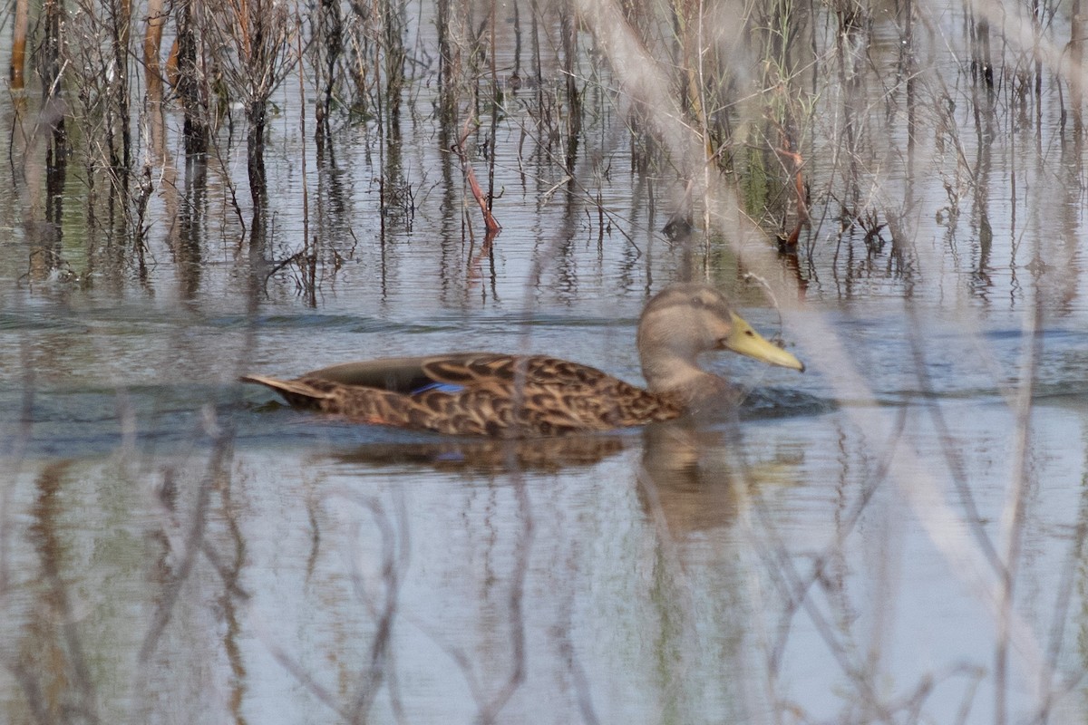 Mexican Duck - ML623717451