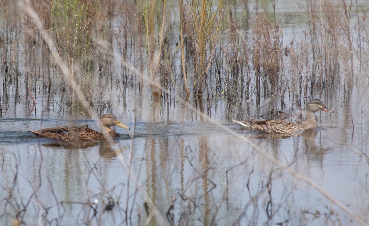 Mexican Duck - ML623717452