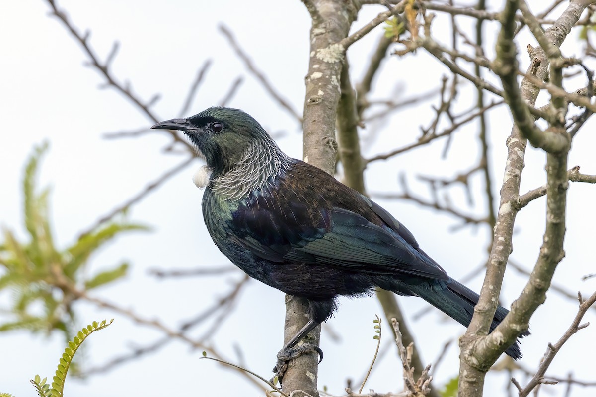 Mielero Tui - ML623717455