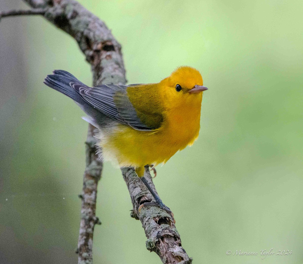 Prothonotary Warbler - ML623717458