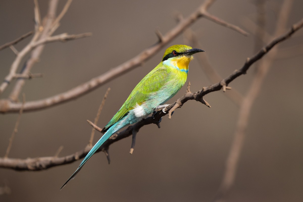 Swallow-tailed Bee-eater - ML623717461