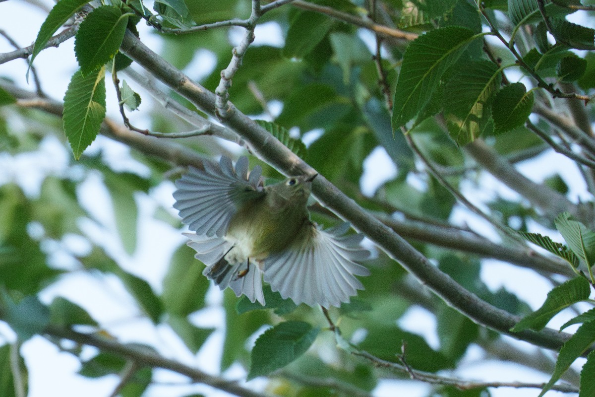 Ruby-crowned Kinglet - ML623717482