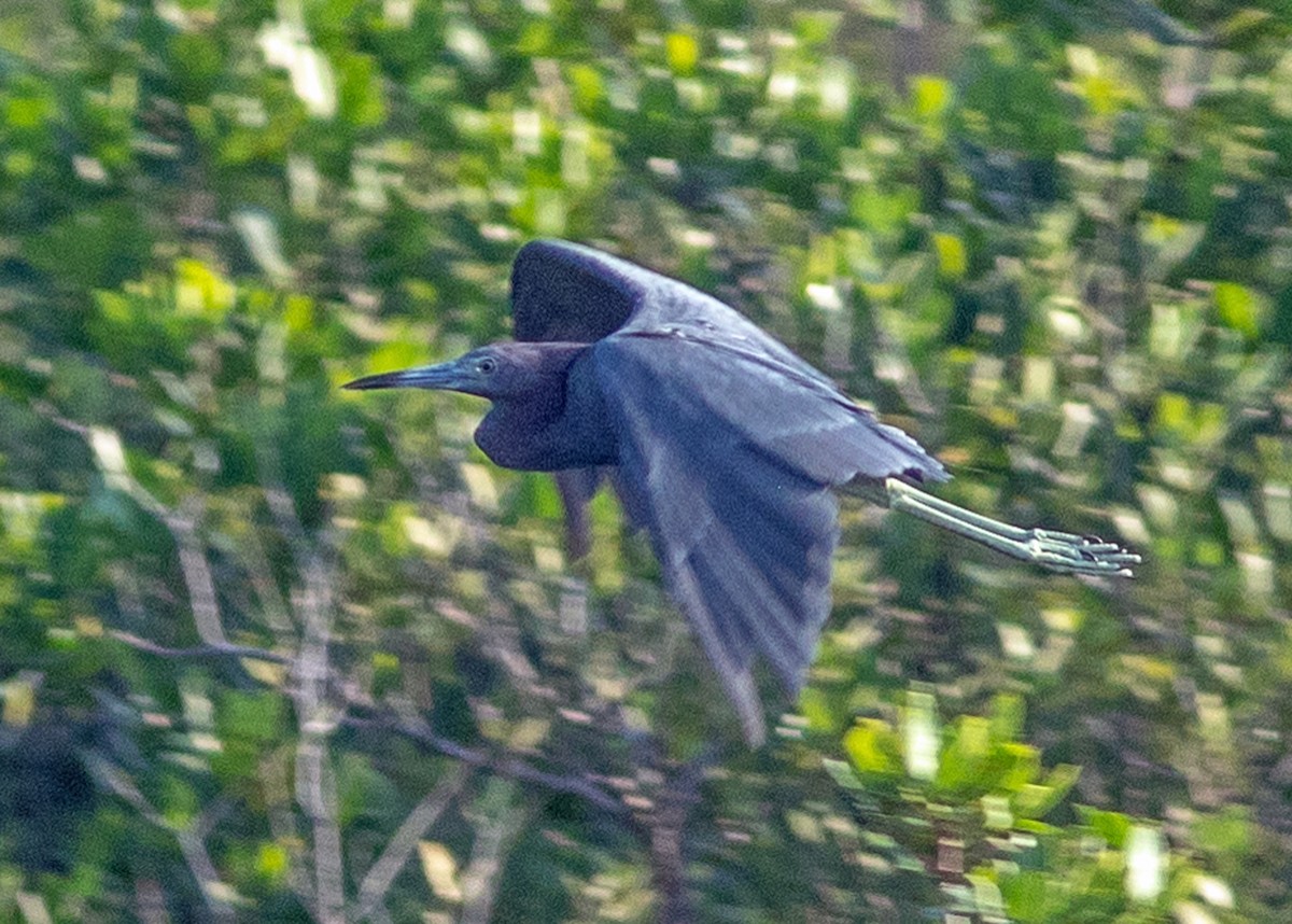 Little Blue Heron - ML623717496