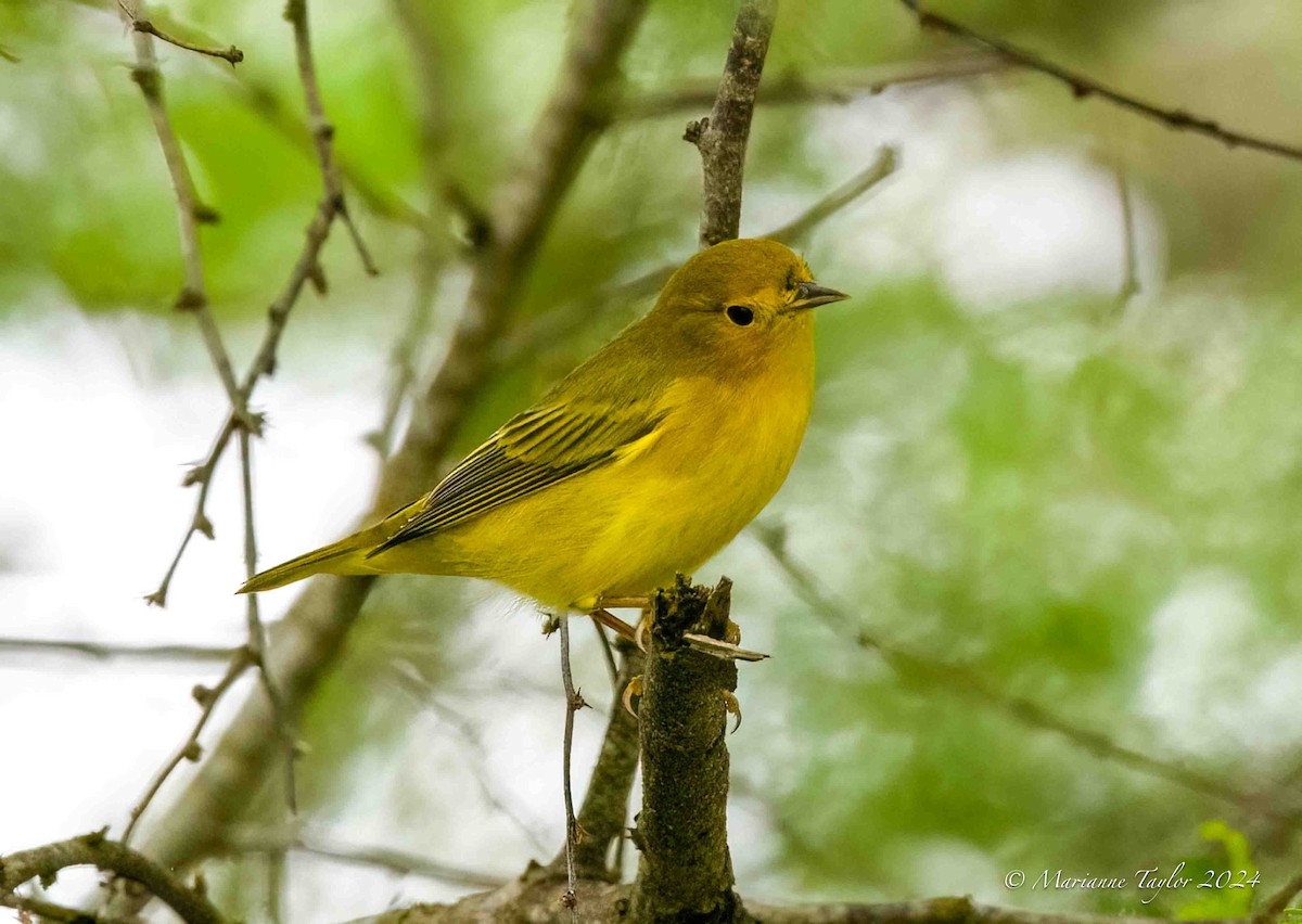 Yellow Warbler - ML623717503