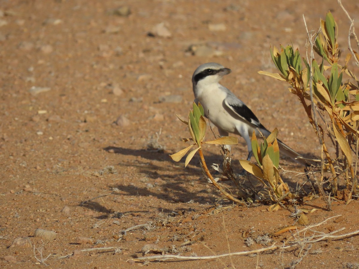 Great Gray Shrike (Arabian) - ML623717522