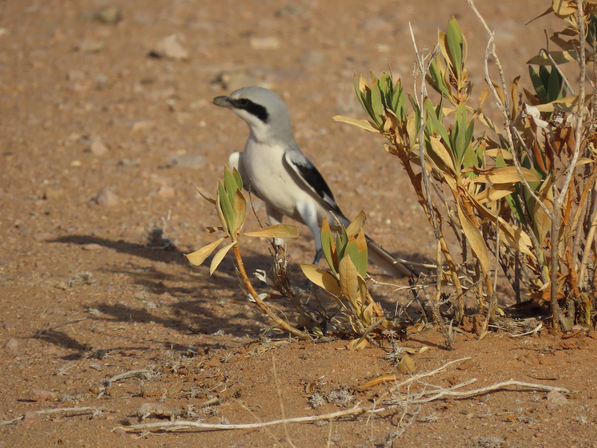 Great Gray Shrike (Arabian) - ML623717524