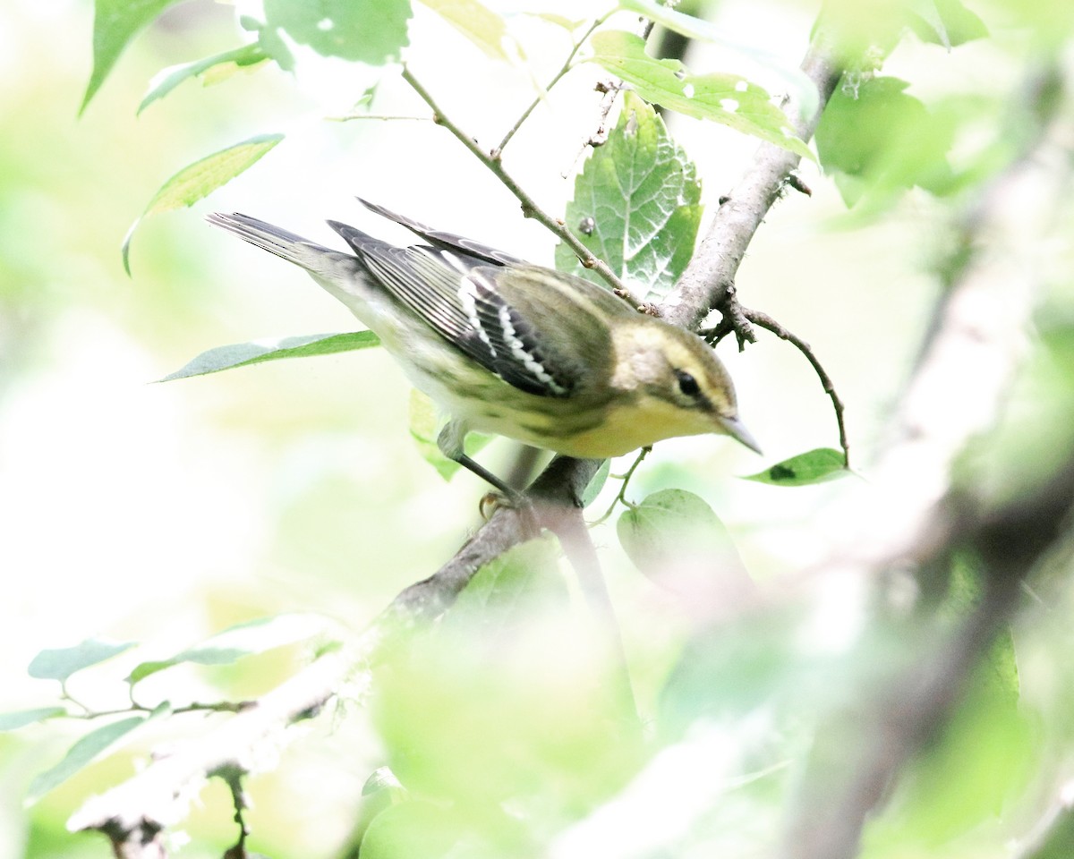 Blackburnian Warbler - ML623717589