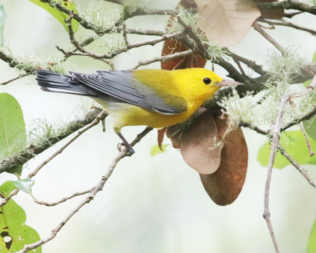 Prothonotary Warbler - ML623717619