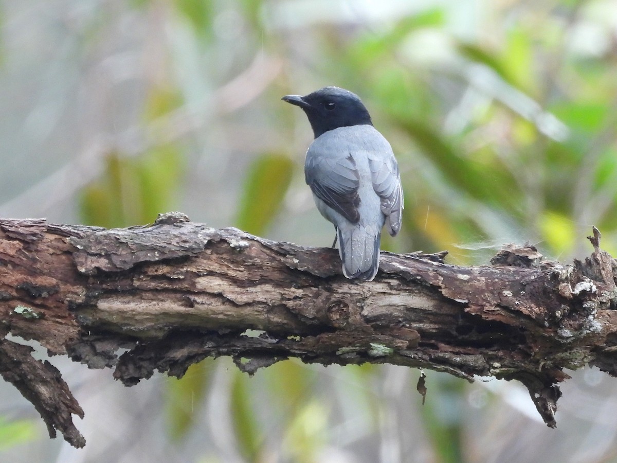 Madagaskarraupenfänger - ML623717627