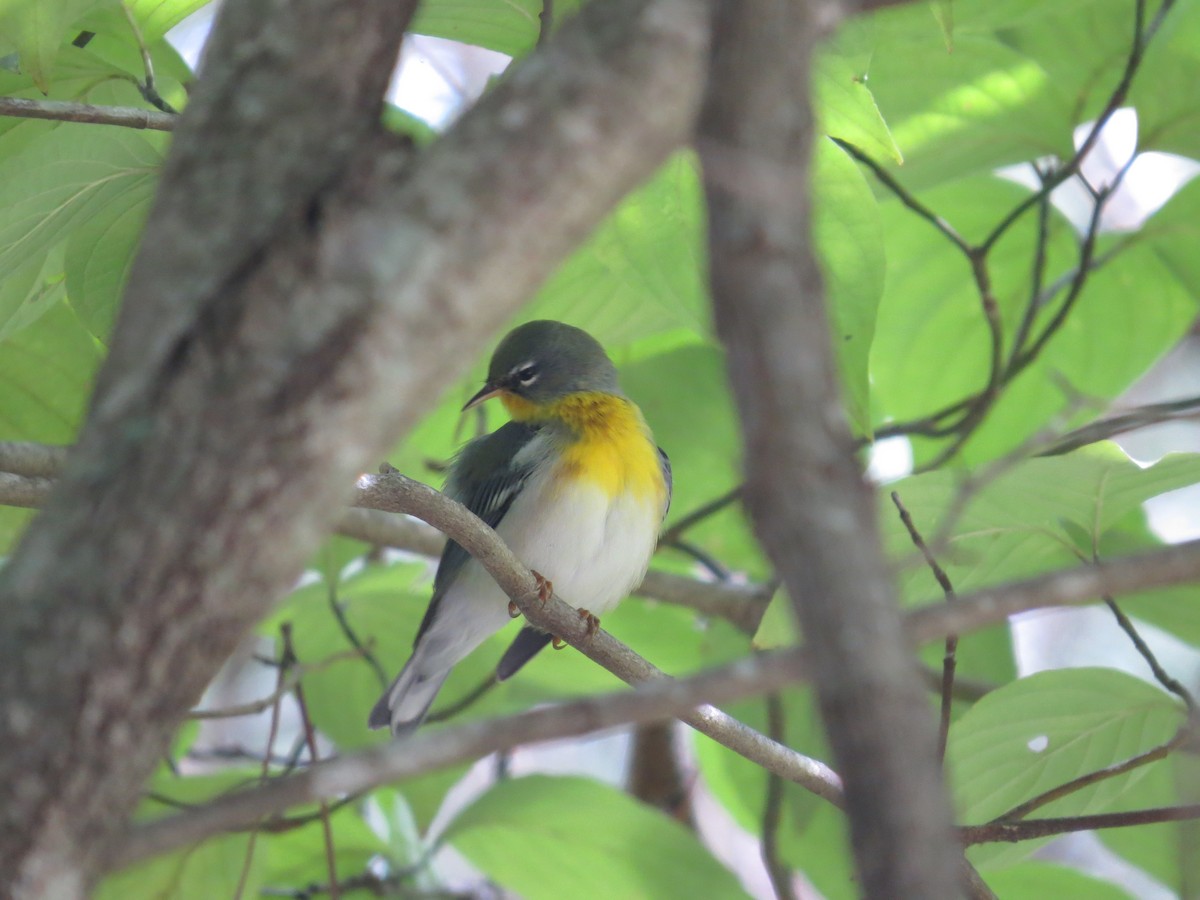 Northern Parula - ML623717630