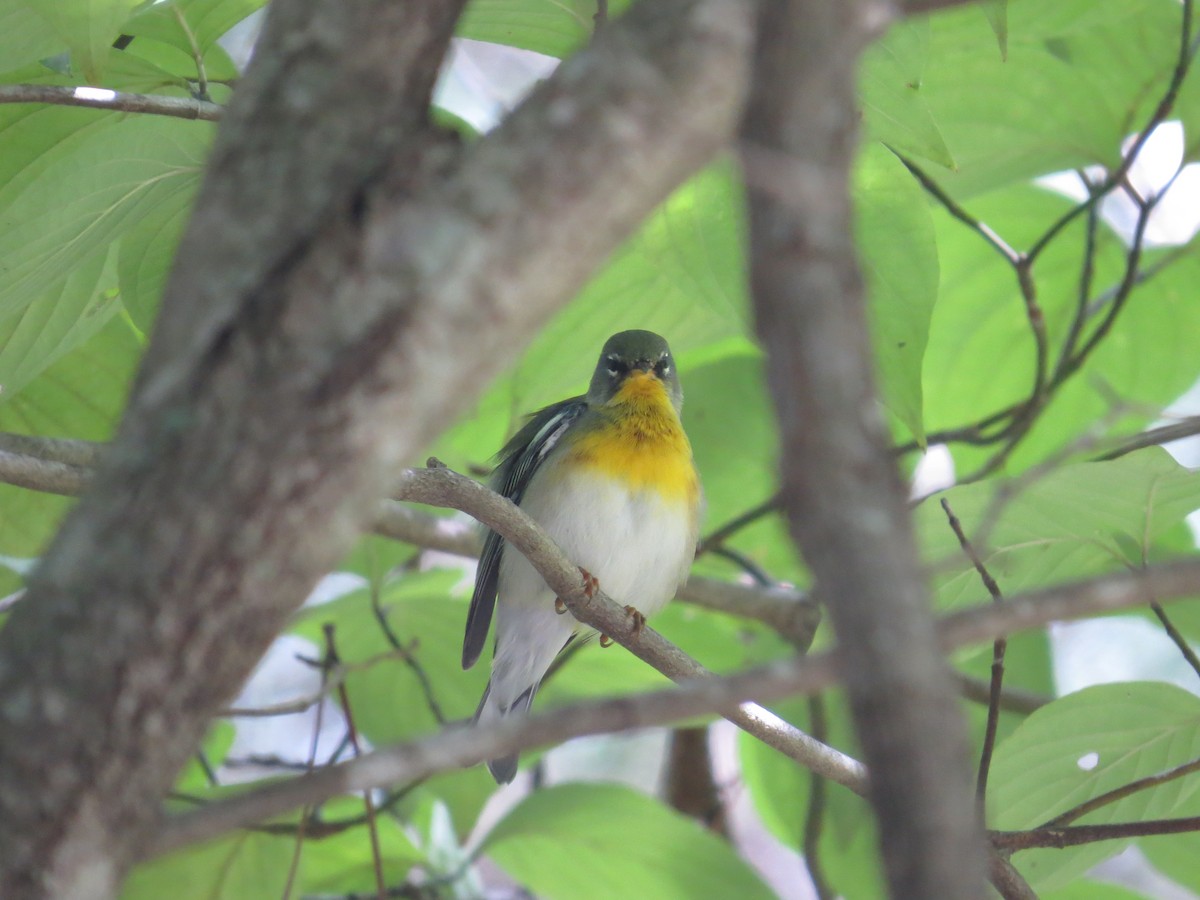 Northern Parula - ML623717631
