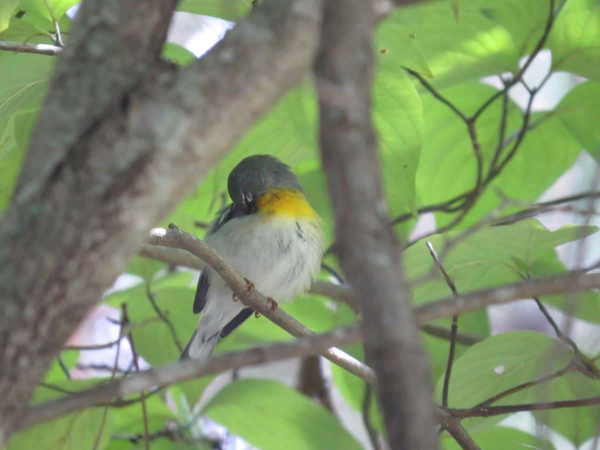 Northern Parula - ML623717633