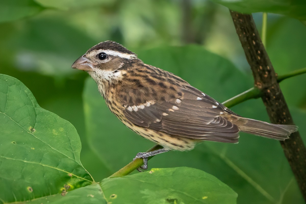 Rose-breasted Grosbeak - ML623717645