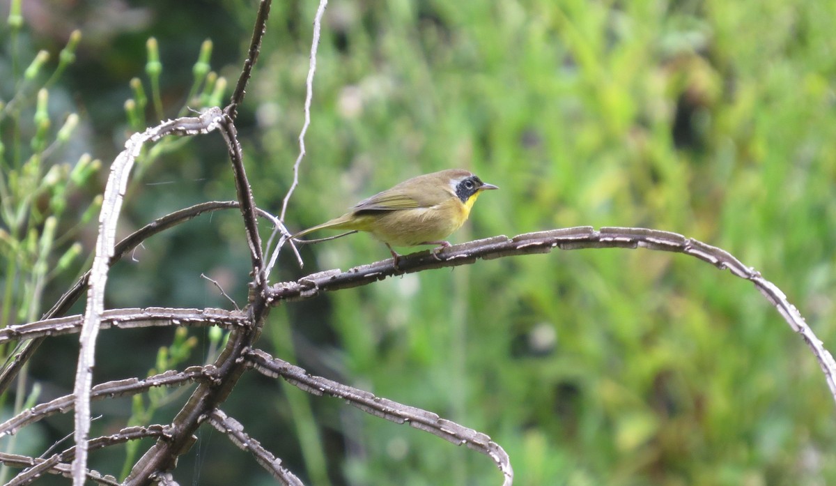 Common Yellowthroat - ML623717651