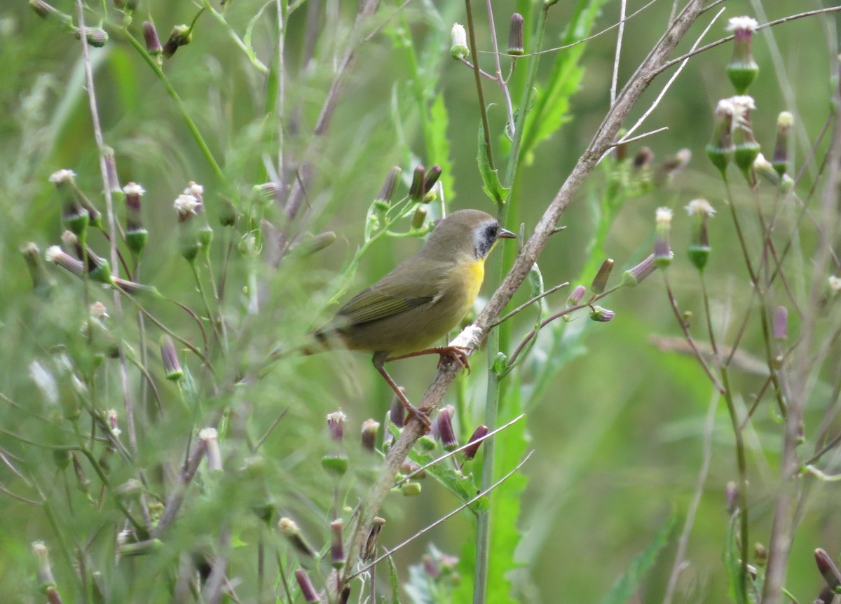 Common Yellowthroat - ML623717652