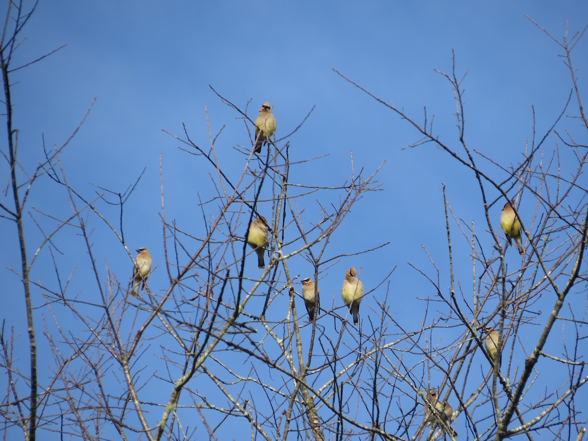 Cedar Waxwing - ML623717698