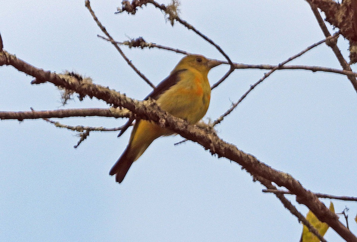 Piranga Escarlata - ML623717728