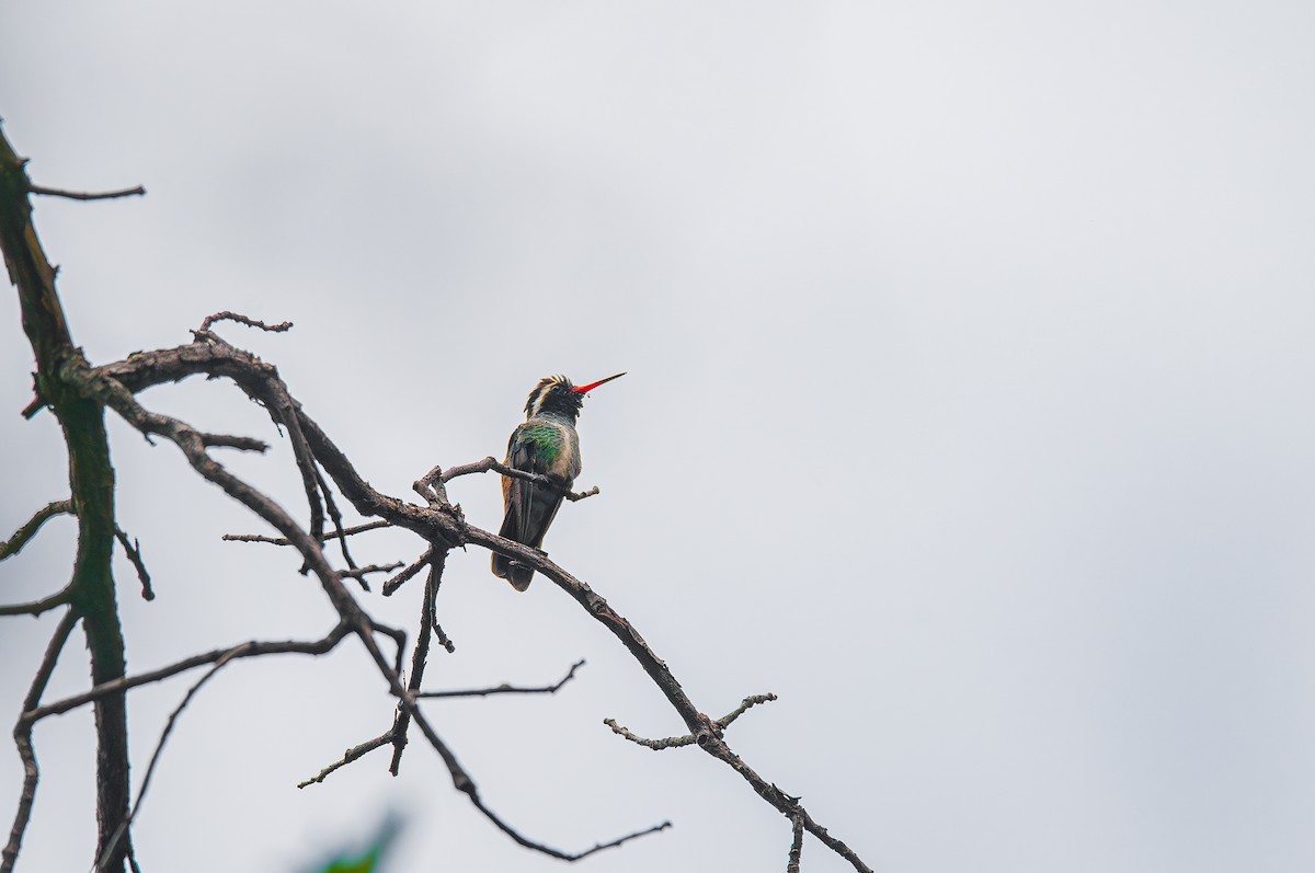 White-eared Hummingbird - ML623717736