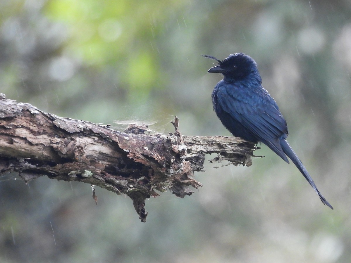 Drongo Malgache (forficatus) - ML623717755