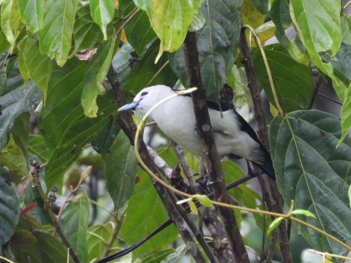 White-headed Vanga - Francesco Barberini