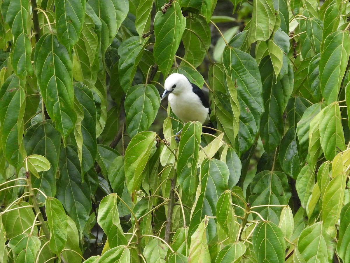 White-headed Vanga - Francesco Barberini