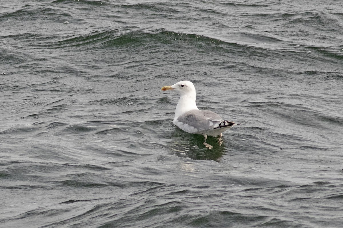 Caspian Gull - ML623717789