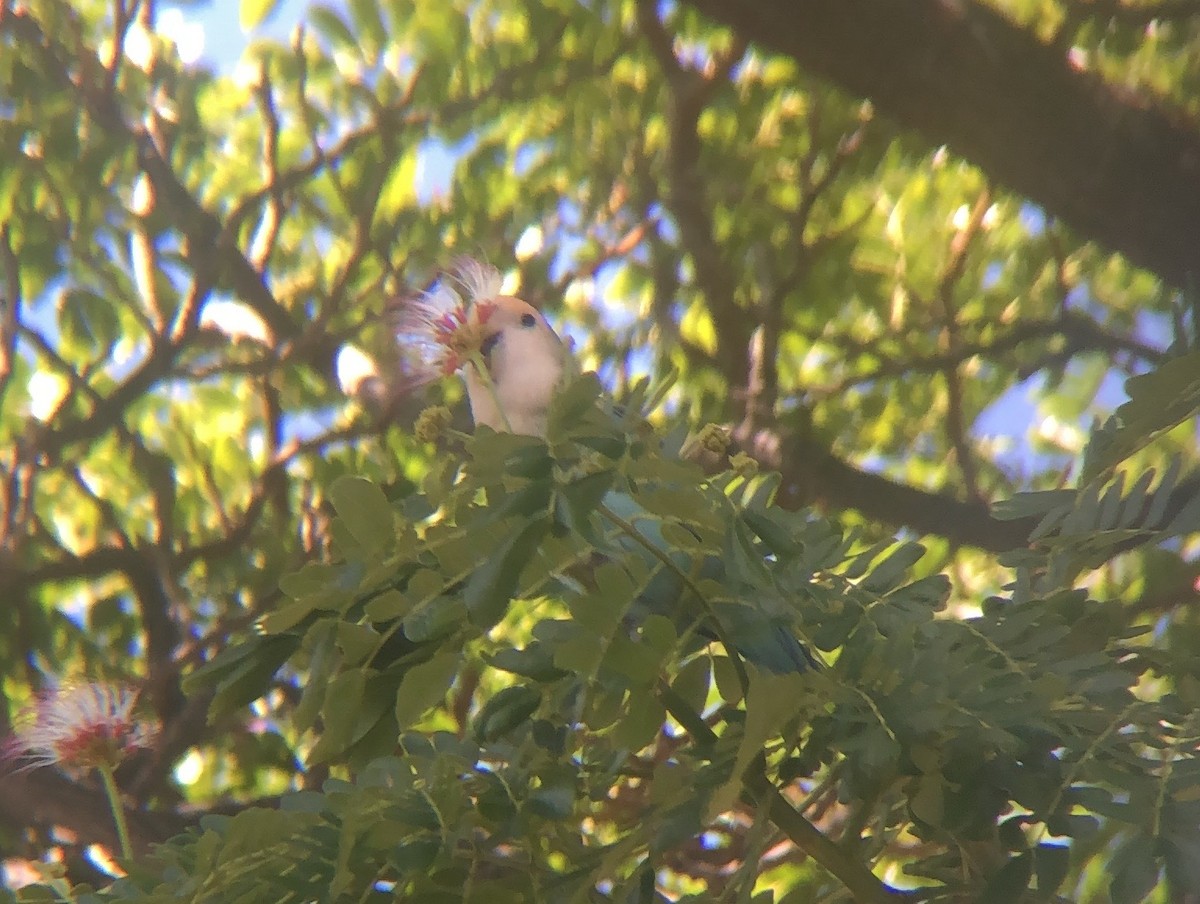 Rosy-faced Lovebird - ML623717820