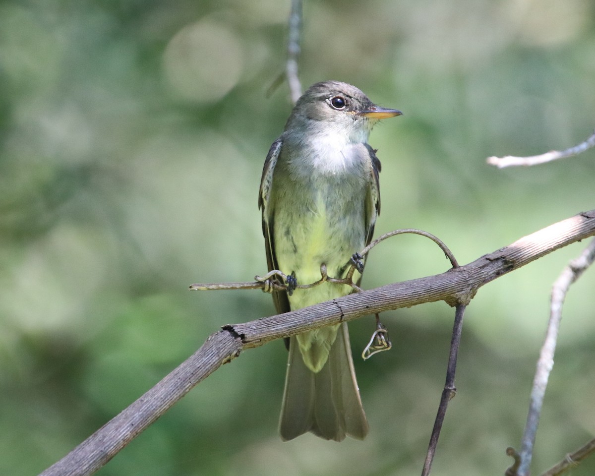 Eastern Wood-Pewee - ML623717838