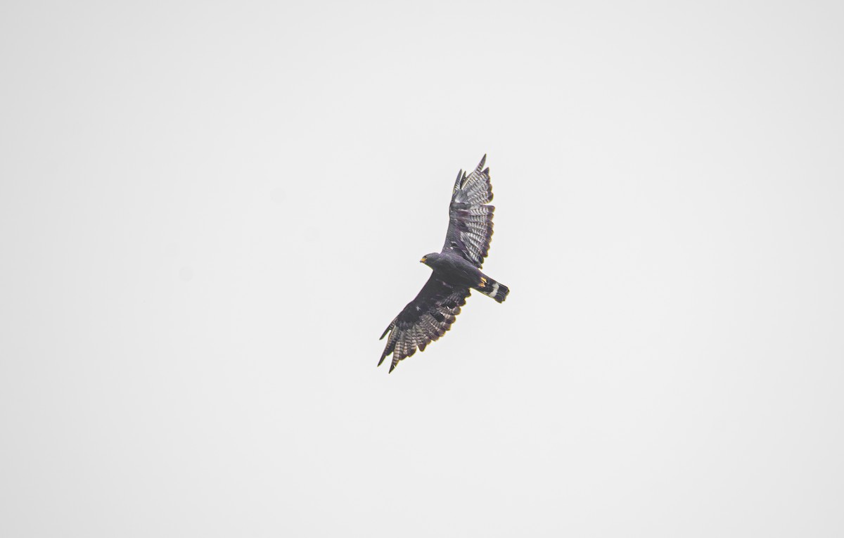 Zone-tailed Hawk - ML623717843